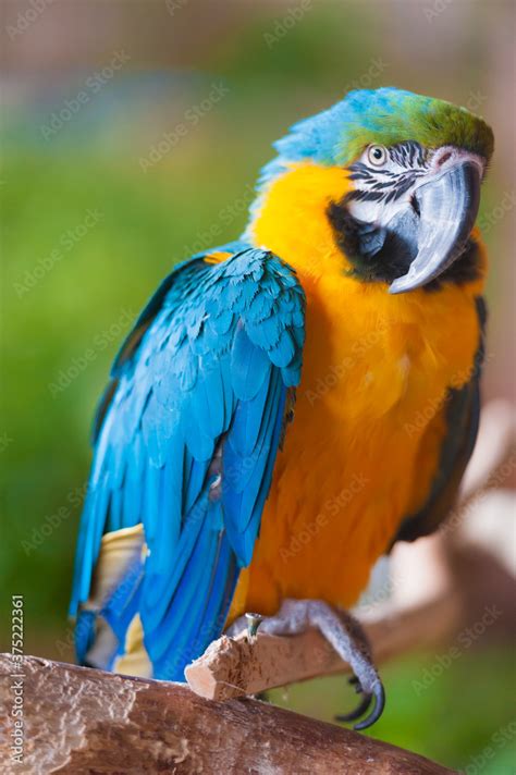 Blue and gold macaw Stock Photo | Adobe Stock