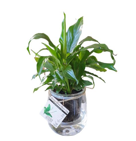 Glass Self Watering Pot Large W Spathiphyllum The Garden Feast