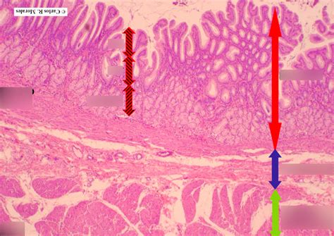 Lab 9: Pyloric Region of Stomach Diagram | Quizlet