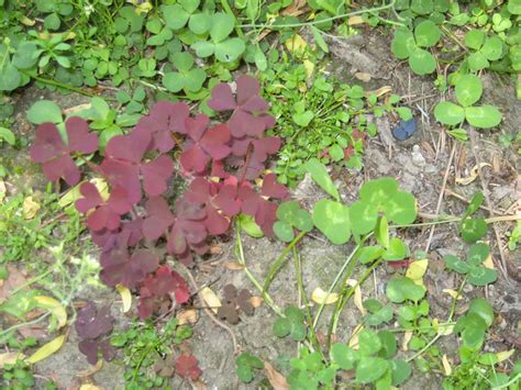 Purple Three Leaf Clover Flickr Photo Sharing