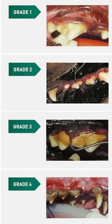 Veterinary Dental Grading Chart Keski