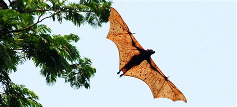 Giant Golden Crowned Flying Fox Bat Facts Habitat Diet Life Cycle