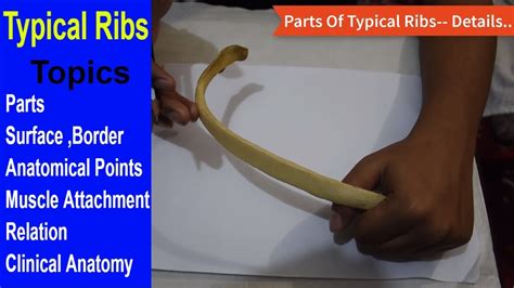 Typical Ribs Anatomy Bones Demonstration Bangla Square DOC YouTube