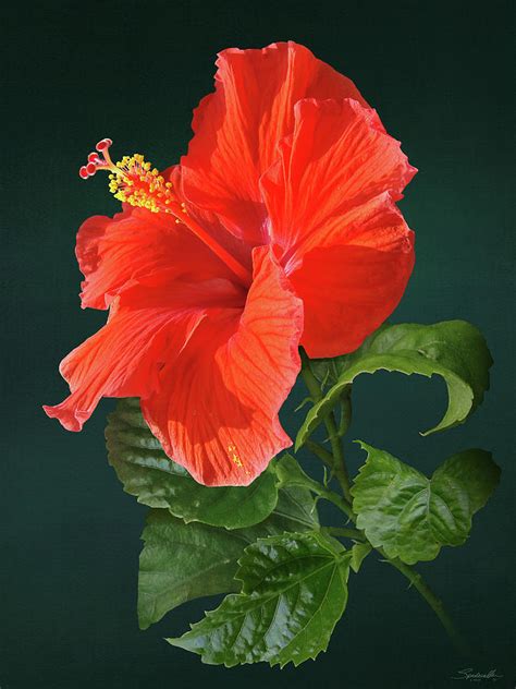 Red Darling Hibiscus Digital Art By M Spadecaller Fine Art America