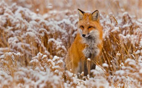 Cute Fox HD Wallpaper