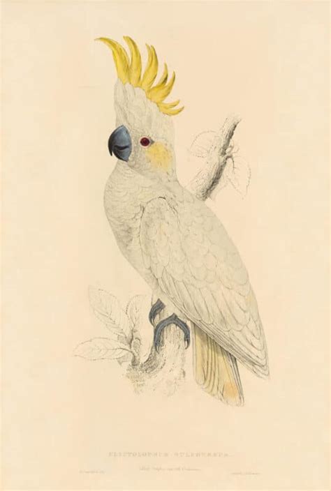 Lear Pl 5 Lesser Sulphur Crested Cockatoo Oppenheimer Field Museum