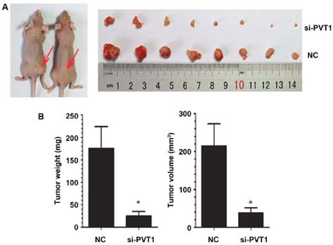 Effect Of PVT1 On The Growth Of Xenografts In Nude Mice A Xenografts