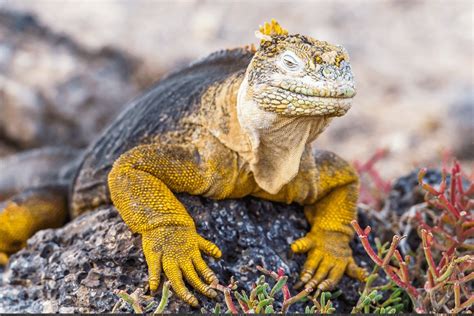 17 Facts About Iguana - Facts.net