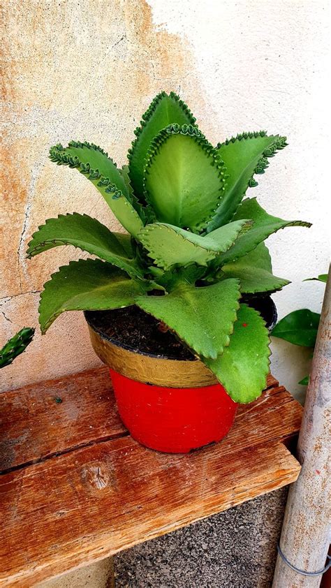 Kalanchoe Laetivirens O Madre De Miles Kalanchoe Daigremontiana