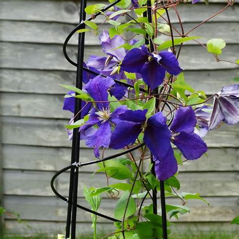 Top 30 Best Clematis Trellis Ideas for A Beautiful Garden