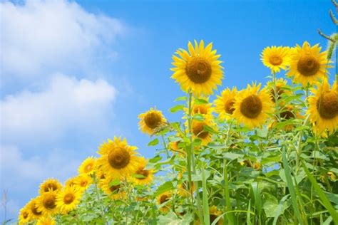 夏に咲く花15選四季の花夏編季節の花々 四季の美