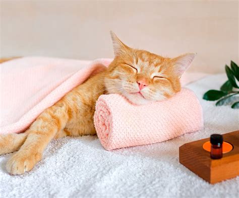 How To Determine The Sex Of A Kitten 9 Steps With Pictures Artofit