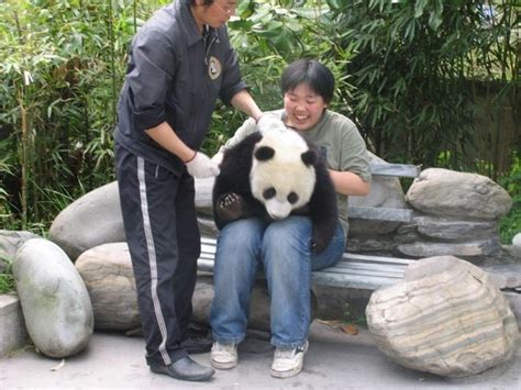 Patnida Panda Wolong Nation Nature Reserve Giant Pandas