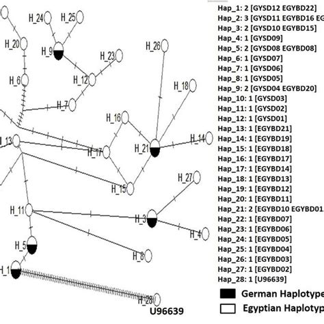 Median Joining Network Ꜫ 0 Depicting Genetic Relationships Among