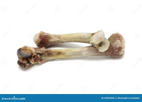 Gnawed Chicken Bones Isolated Stock Photo - Image of white, residues: 44364446