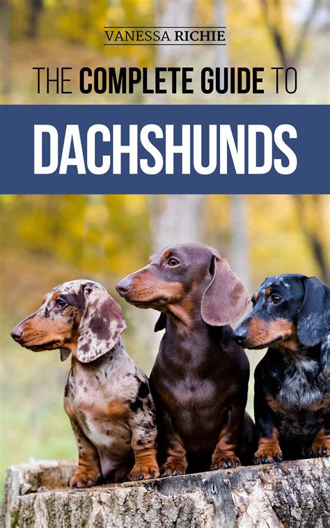 how much to feed dachshund 7