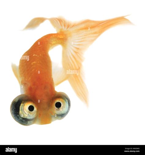 Close Up Fish Faces Cut Out Stock Images Pictures Alamy