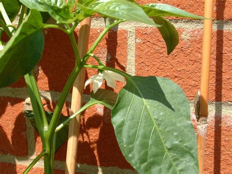 The Red Hot Chilli Papers Day Best Of The Wallflowers