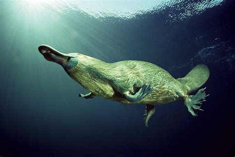 Platypus The Life Of Animals