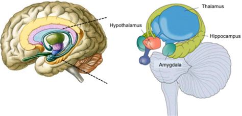 psychsoc class  neuroscience memory  learning flashcards