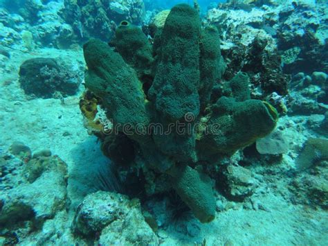 Sponge Coral stock image. Image of corals, ocean, south - 10361099