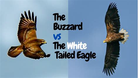 Buzzard Vs White Tailed Eagle Wild Life Photography Youtube