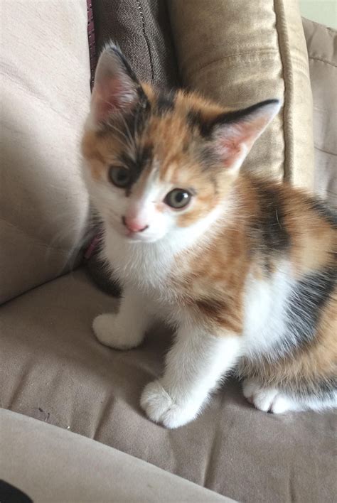 Calico cat facts 25 amazing facts about calico cats – Artofit