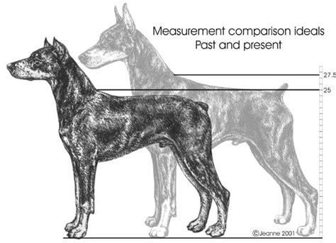 How Tall Are Dobermans