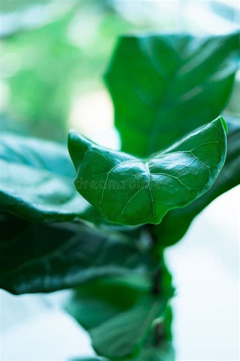 Fiddle Fig A Popular Houseplants Green Plant With Beautiful Large