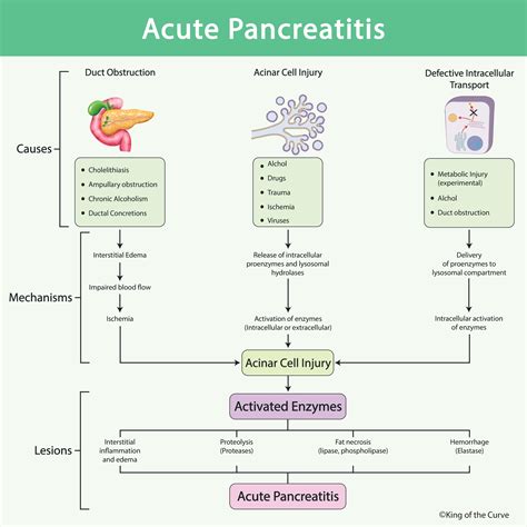 Acute Pancreatitis: Causes, Mechanisms, and Pathophysiology Explained