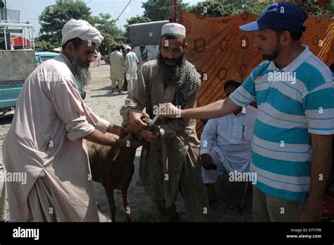 Lahore Pakistan Th Oct A Pakistani Vendor Checks A Goat At A