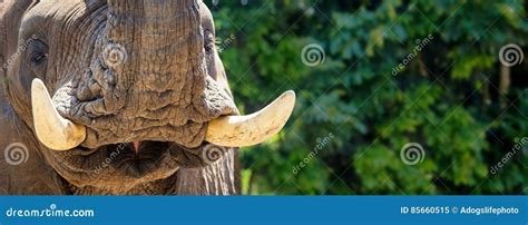 Elephant Tusks Royalty-Free Stock Photo | CartoonDealer.com #23786181