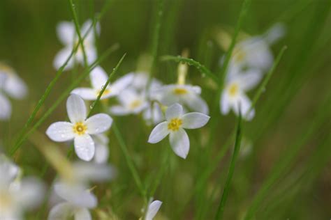 Fleurs Palli Science Site Officiel De Formation En Soins