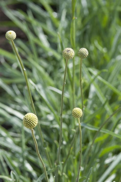 CRASPEDIA Globosa Drumstick Coated Seed Muller Seeds