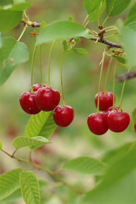 Lemon Tree · Free Stock Photo