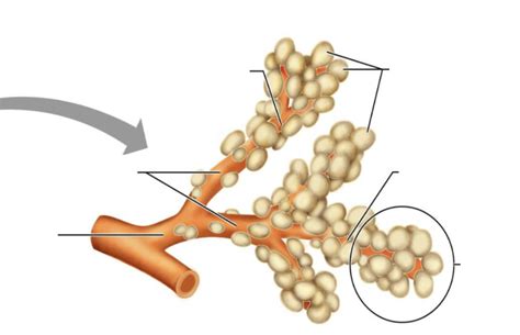 alveoli Diagram | Quizlet