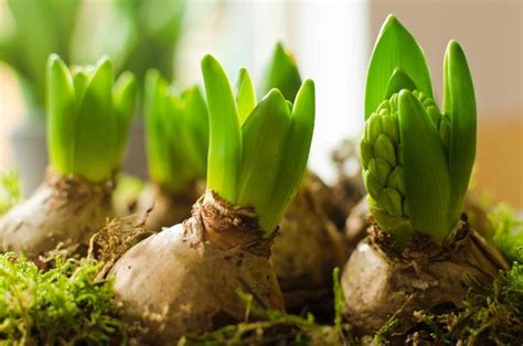 Blumenzwiebeln Setzen Wann Und Wie So Pflanzen Sie Richtig Tulpen