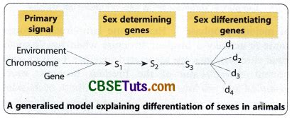 Sex Determination In Human Bird And Honey Bee Cbse Tuts