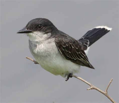 Eastern Kingbird | San Diego Bird Spot