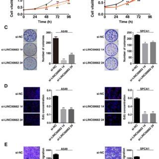 Knockdown LINC00662 Inhibits NSCLC Cell Proliferation And Migration In