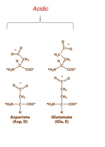 Biochem Lec Amino Acids Flashcards Quizlet