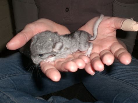 Photography Blog Cute Baby Chinchilla