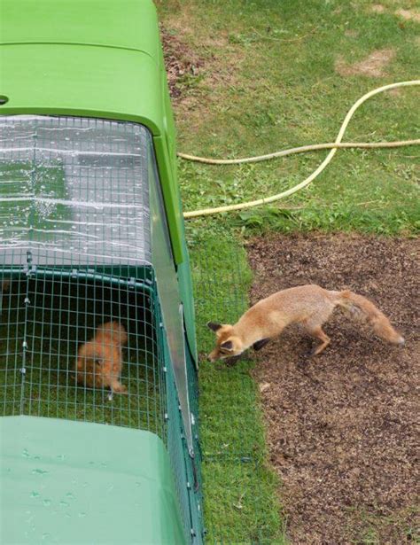 Des poulaillers résistants face aux attaques de renards Omlet Blog