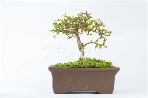 Bonsai Of Carmona Retusa Stock Photo Royalty Free Freeimages