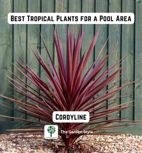 15 of The Best Tropical Plants for a Pool Area - The Garden Style