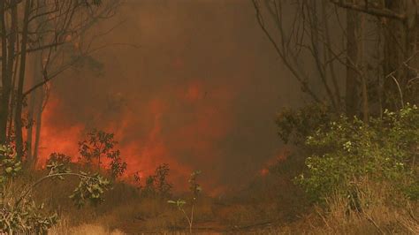 Vídeo Incêndio Destrói Parte Da Floresta Nacional De Brasília Df2 G1