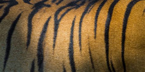 India Male Bengal Tiger Skin Pantera License Image 13795790