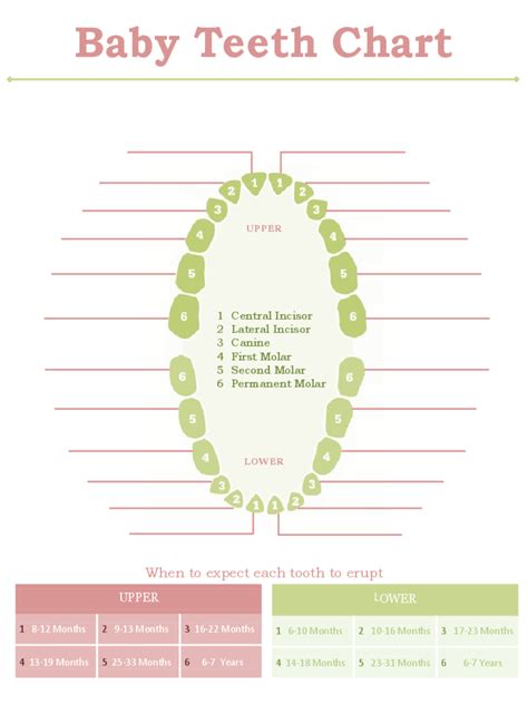 Baby Teeth Chart - 4 Free Templates in PDF, Word, Excel Download