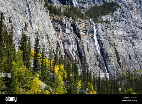 Weeping Wall Jasper National Park Alberta Canada Stock Photo Alamy