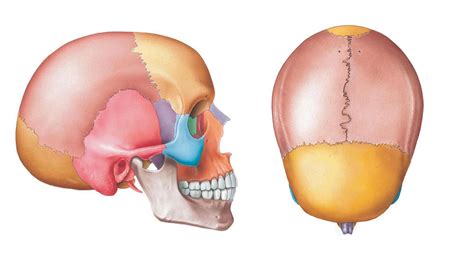 SOLUTION: Bone anatomy diagram - Studypool